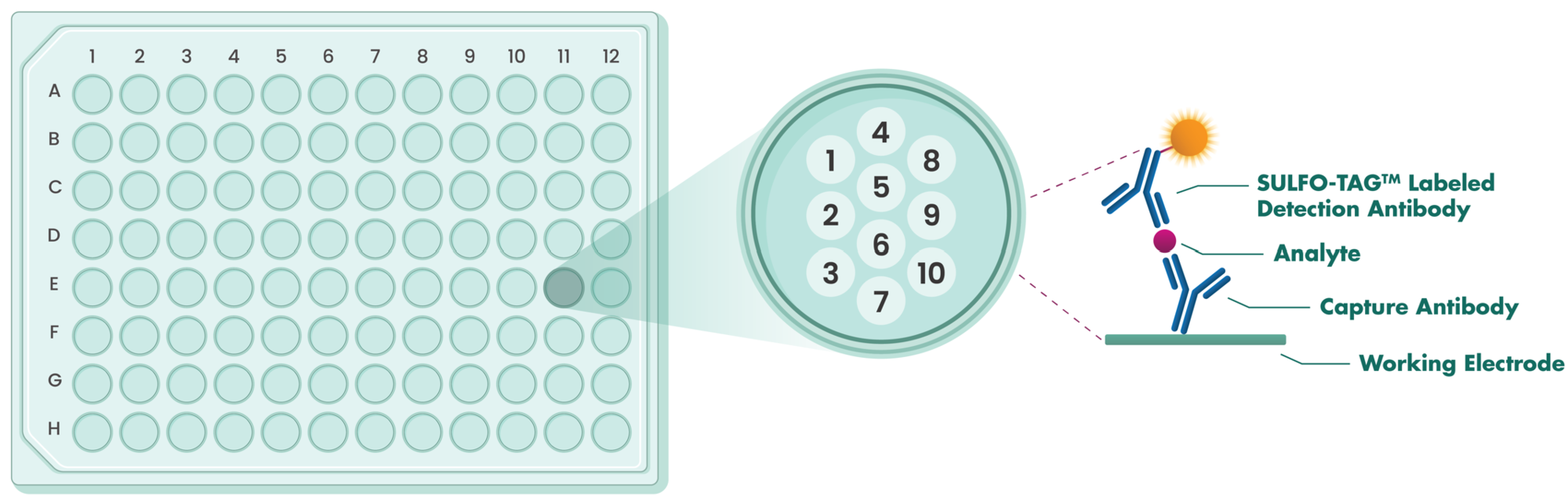 Multiplex MSD Assay Service Reaction Biology